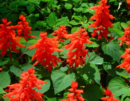 Salvia splendente