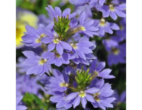 Scevola