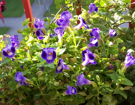 Torenia