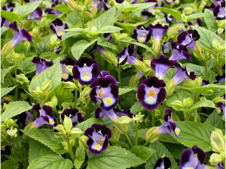 torenia