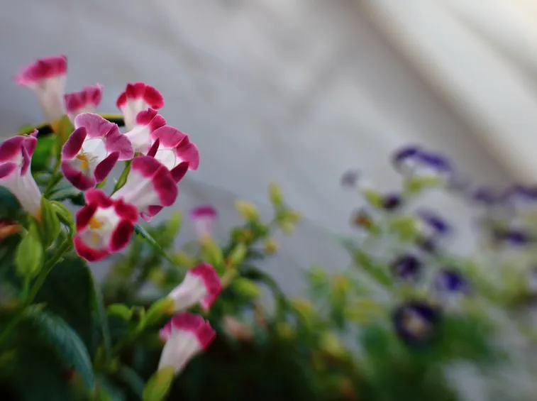 torenia