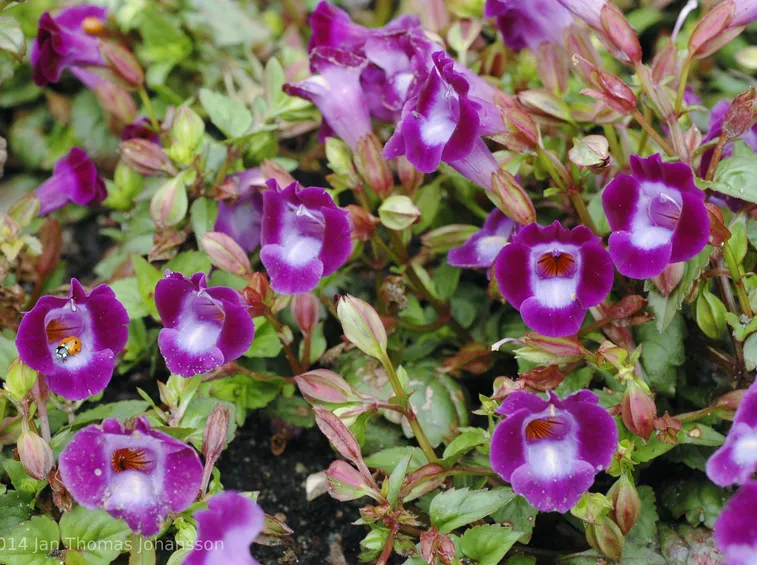Torenia