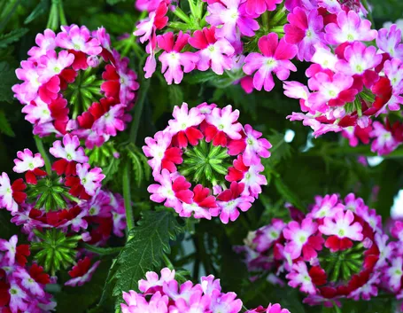 verbena