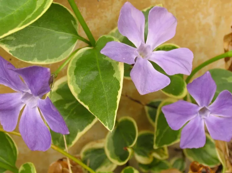 vinca