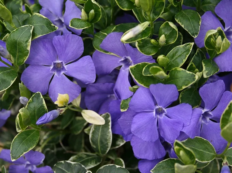 vinca