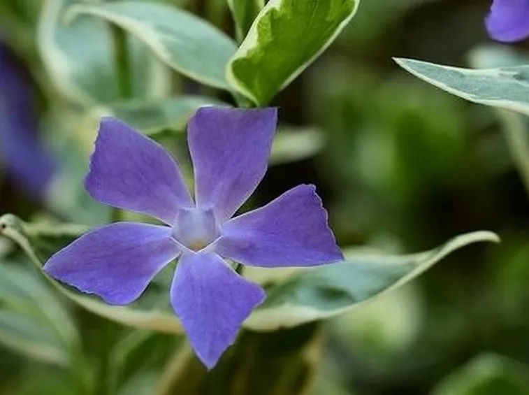 fiori pervinca