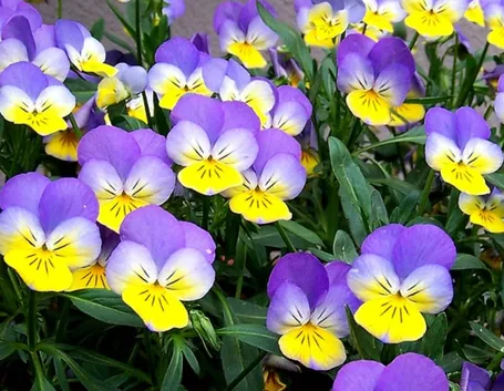 viola tricolor