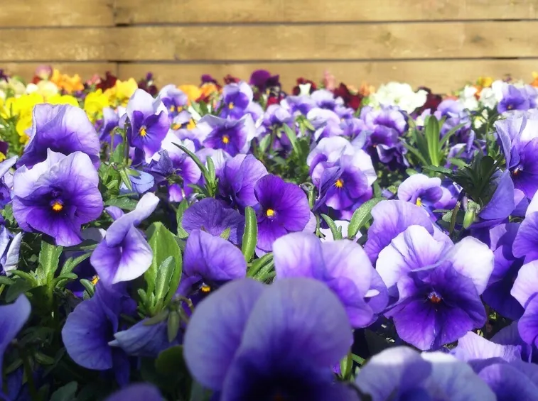 Viola