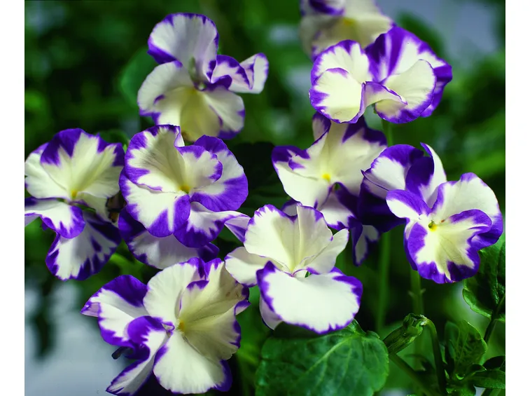 viola ibrida