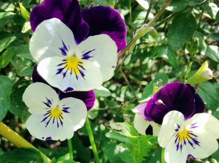 terreno viole
