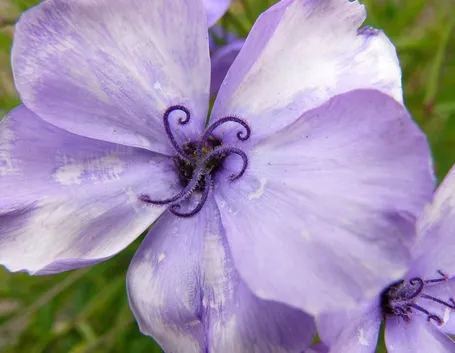Viscaria rosa