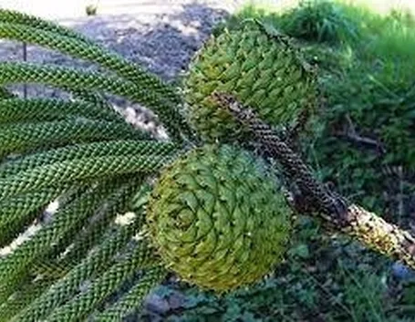 foto araucaria