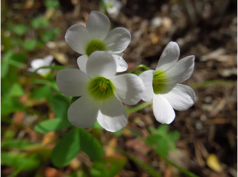 Fiori melagra