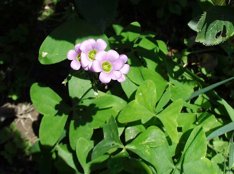 Fiori pancuculo