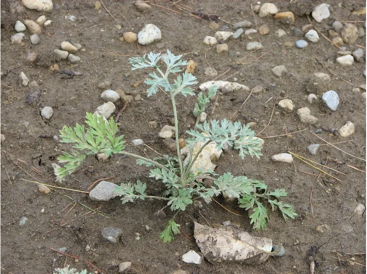Irrigazione assenzio