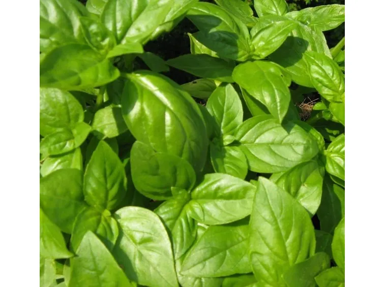 Dettaglio foglie di basilico.