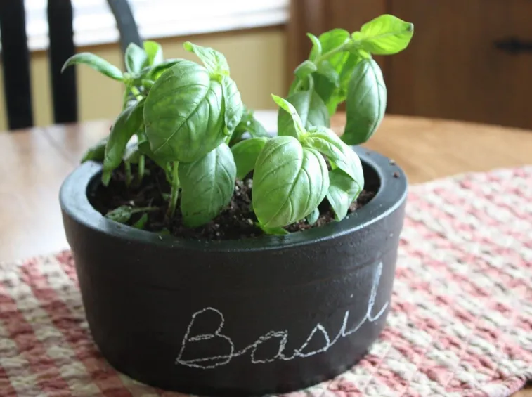 Basilico in vaso.