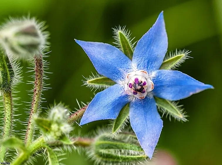 borago officinalis