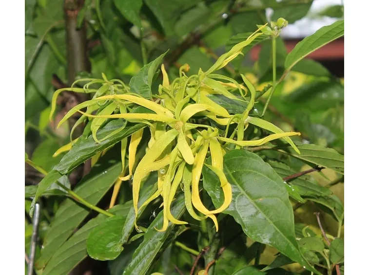 Ylang Ylang