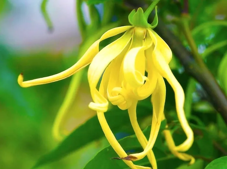 ylang ylang