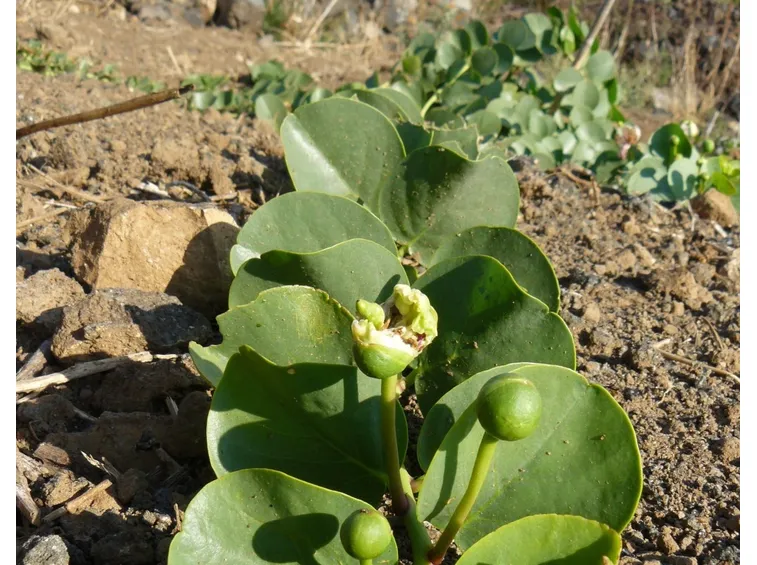 Capperi in maturazione
