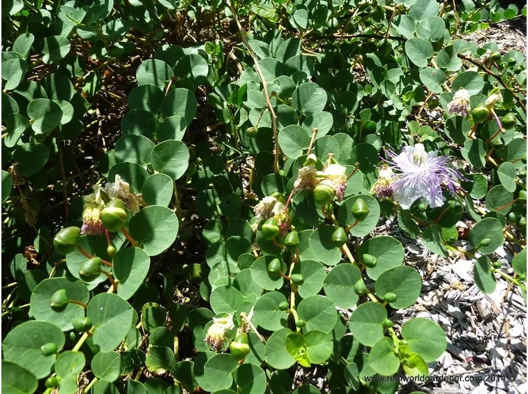 Pianta di capperi in produzione