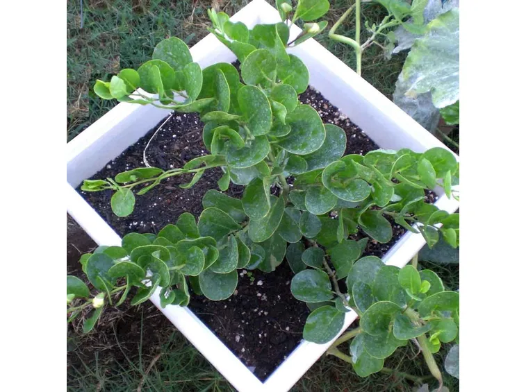 Pianta di capperi in vaso