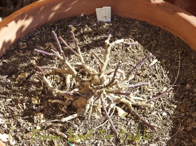 Potatura cappero