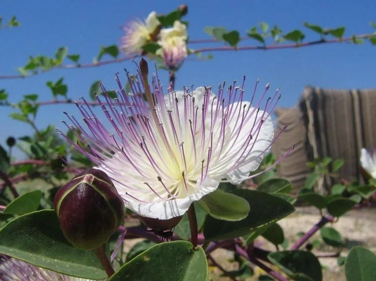 Fiore e bocciolo del cappero