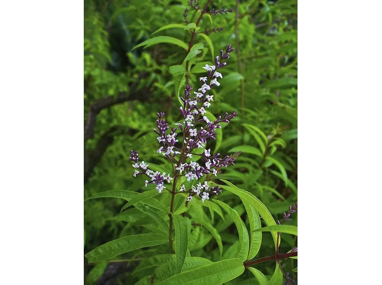Fiori Cedrina