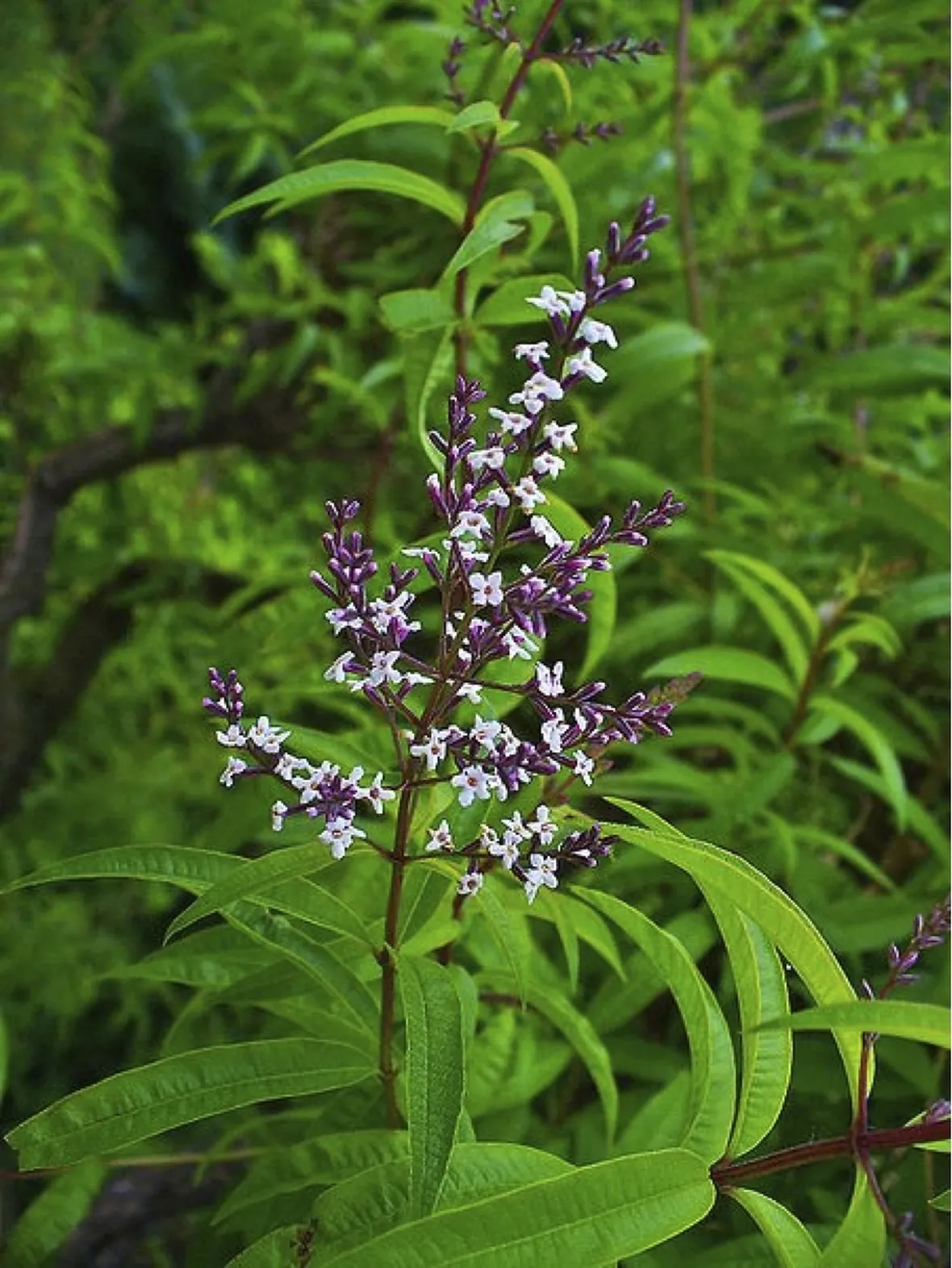 Fiori Cedrina