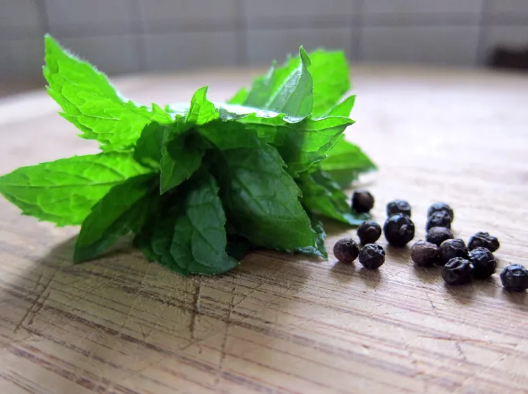 foglie menta