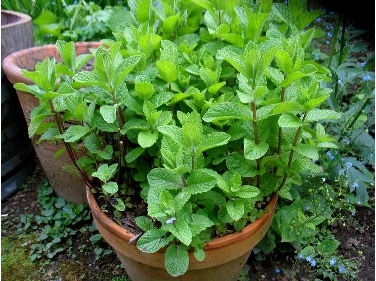 foglie menta