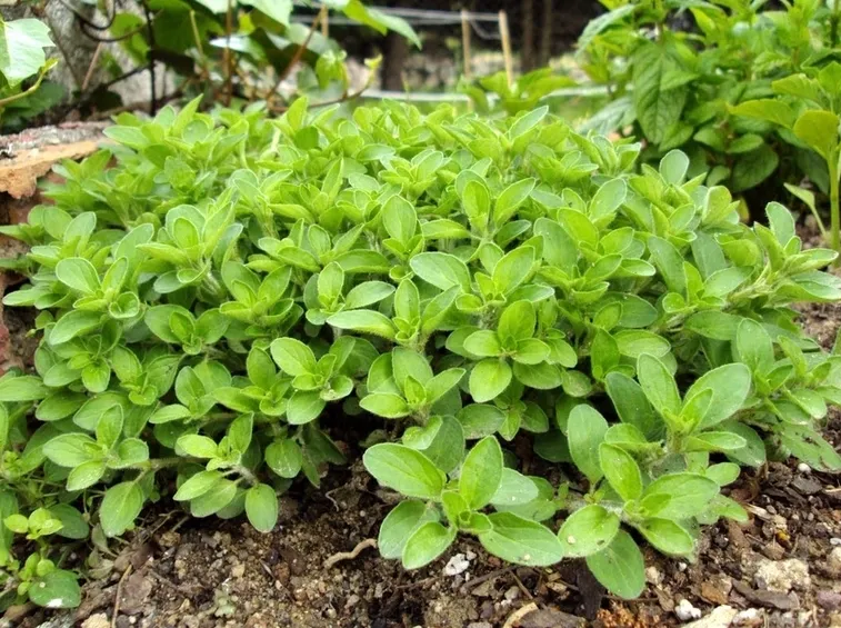 Annaffiatura concimazione origano