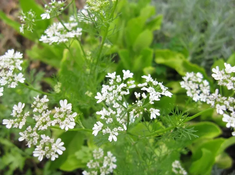 coriandrum