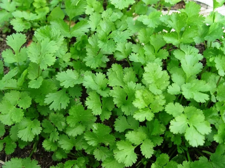 coriandolo