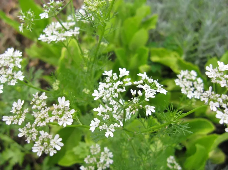 fiori di coriandolo