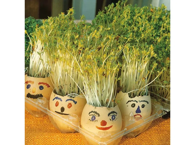 crescione