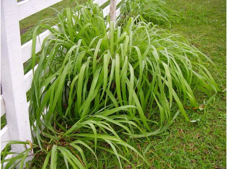 citronella