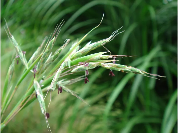 citronella
