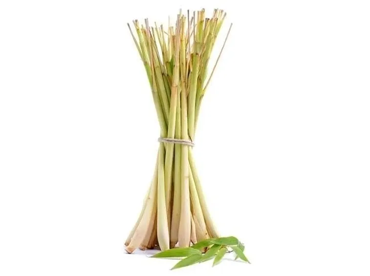 raccolta citronella