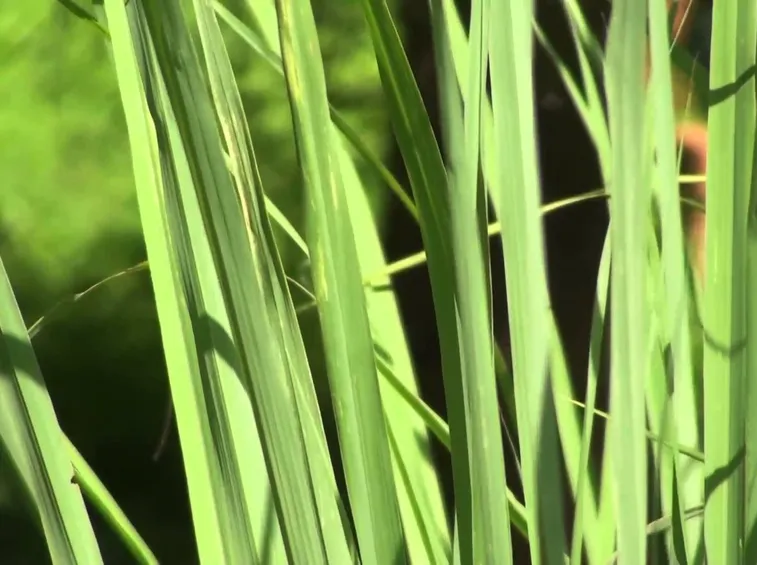 citronella