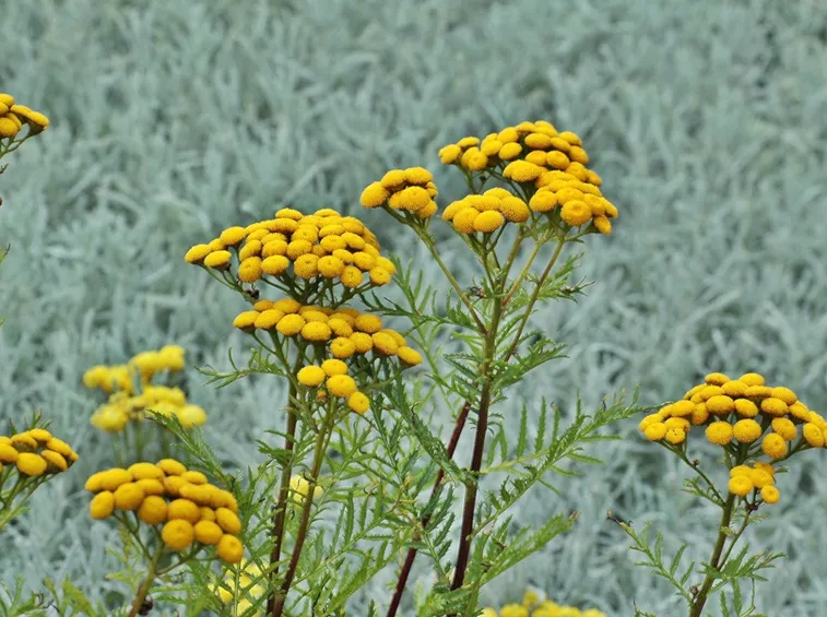 Helichrysum italicum fiorito