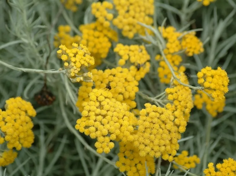 Fiori di Elicriso
