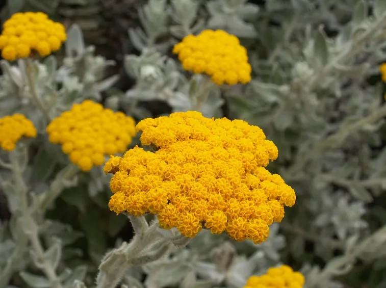 Helichrysum umbraculigerum