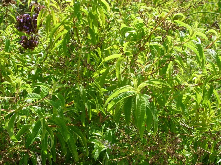 erba Luisa malattie cure