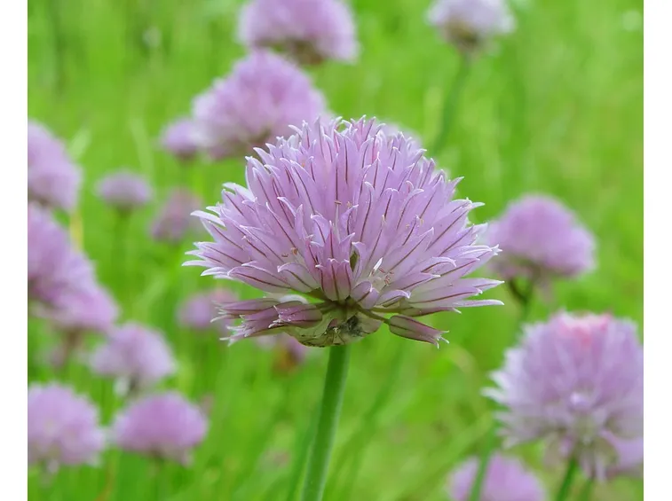 erba cipollina