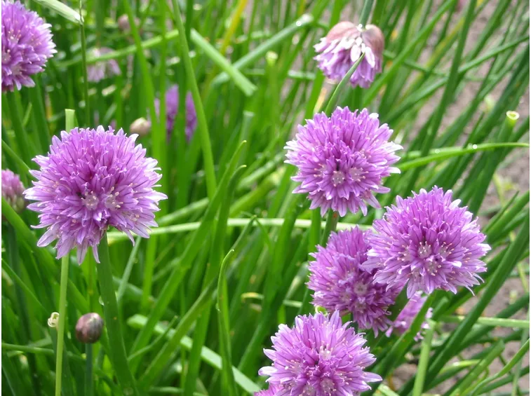 Caratteristiche erba cipollina