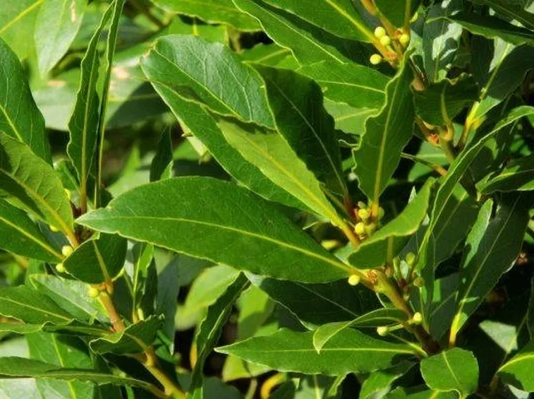 Pianta d'alloro