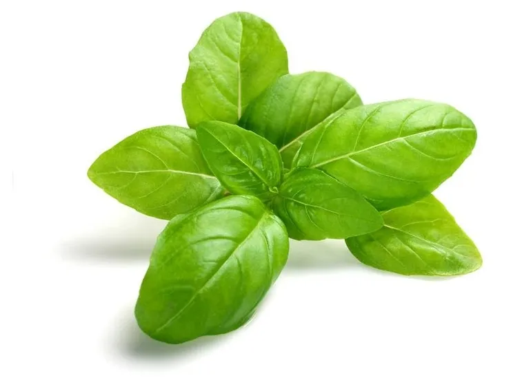 Foglie di basilico